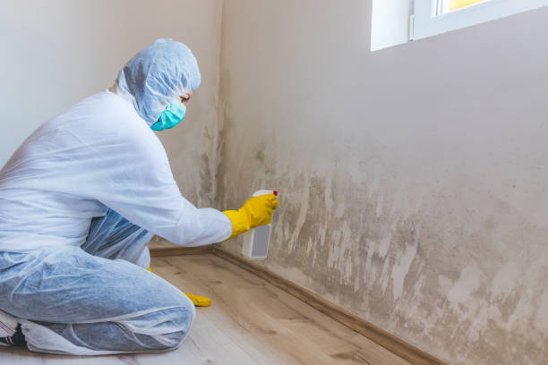 Licensed Mold Testing service in Pinellas Park, FL - WQB Mold Removal